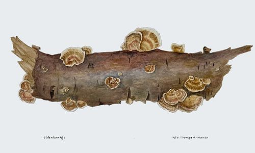 Elfenbankjes, Trametes versicolor van Ria Trompert- Nauta