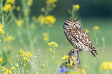 Porträt der kleinen Eule, zwischen den Blumen von Sven Scraeyen