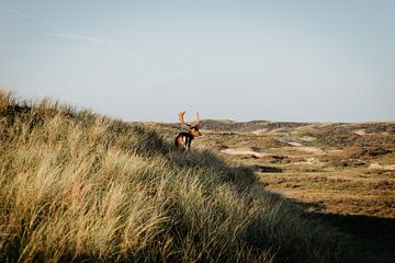Des cerfs dans les dunes sur Sarina Dekker
