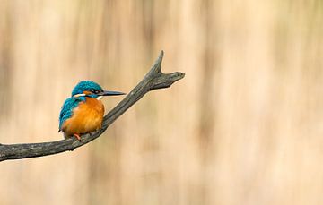 Common Kingfisher! van Robert Kok
