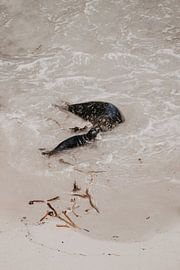 I love you | seals at the beacht | fine art photo print by Elise van Gils