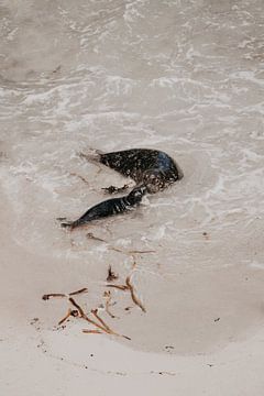 I love you | zeehonden op het strand | fine-art foto print van Elise van Gils
