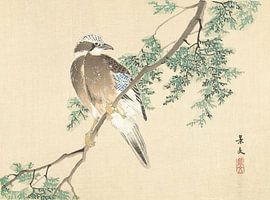 Jay on a branch van Matsumura Keibun - 1892