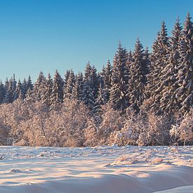 Winterlicher Waldrand in den belgischen Ardennen von Gaya Parkins