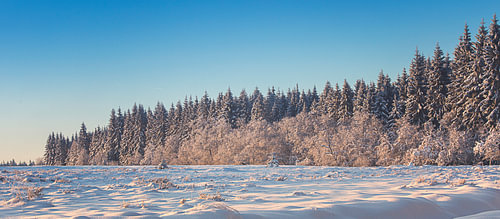 Winter forest edge in the Belgian Ardennes