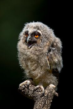 Takkeling roept mama