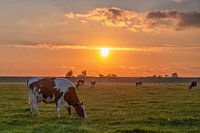 Zonsondergang met koeien / Sunset with cows