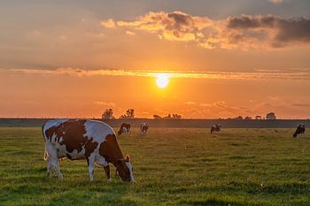 Zonsondergang met koeien / Sunset with cows