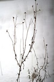 Winter tuin