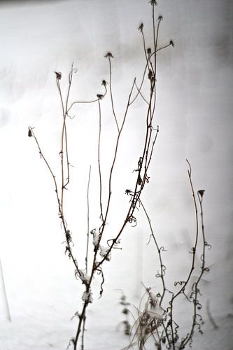 Winter tuin