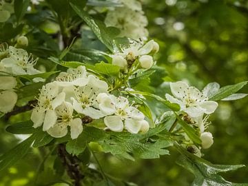 witte bloemen van Andre Bolhoeve