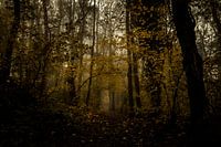 Symphonie d'automne dorée