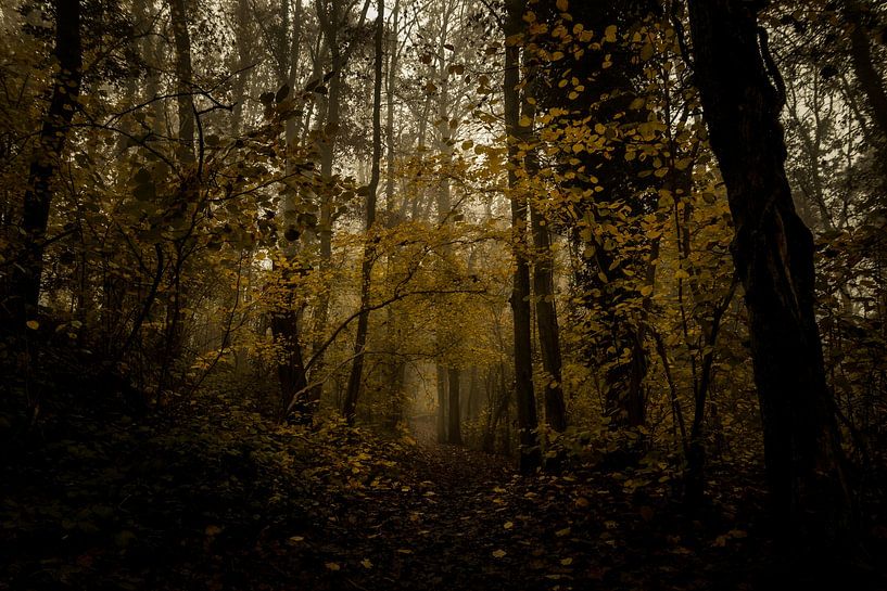 Symphonie d'automne dorée par Nicole Schmidt