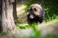 Waldspaziergang von Tierfotografie.Harz Miniaturansicht