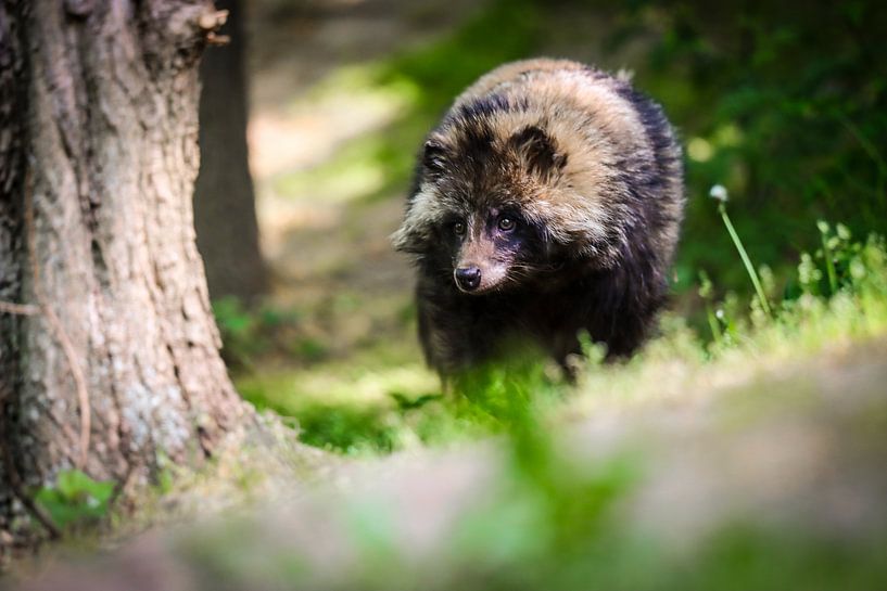 Waldspaziergang von Tierfotografie.Harz