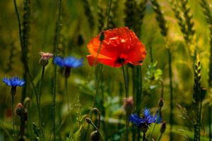  Mohnblume im Kornfeld