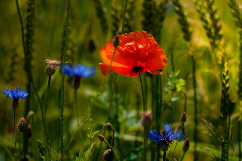  Mohnblume im Kornfeld van Kurt Krause