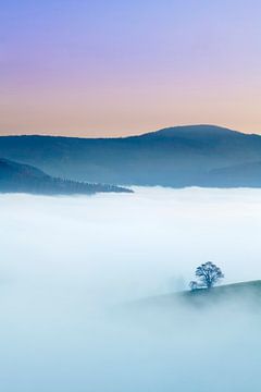 Individual Bauam in the sea of fog, Schauinsland, Black Forest by Markus Lange