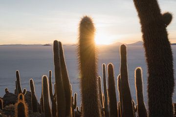 Salar de Uyuni cactus | Bolivia van Felix Van Leusden