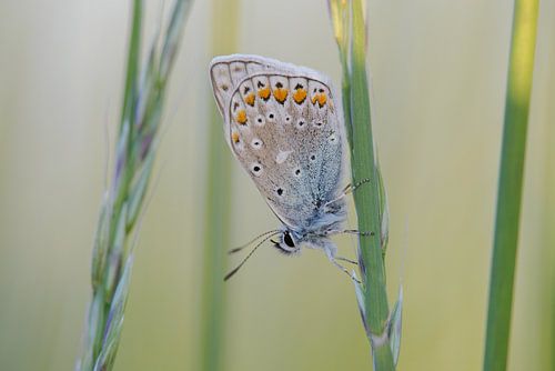 Zacht Avondlicht op een Icarusblauwtje
