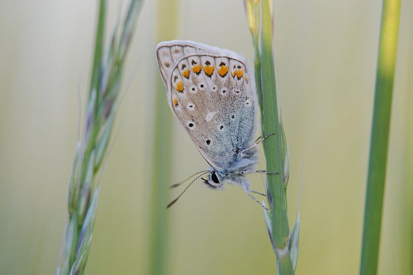 Soft Evening Light on an Icarus Blue by Jan Jongejan