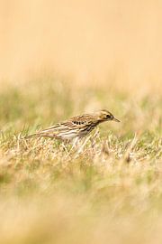 Wiesenpieper stehend im Gras einer Wiese. Kleiner brauner Singvogel mit einem Streifen auf dem Kopf  von Gea Veenstra
