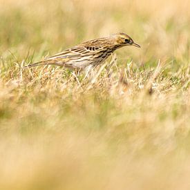 Meadow pipit standing in the grass of a meadow. Small brown songbird with a stripe on its head in go by Gea Veenstra