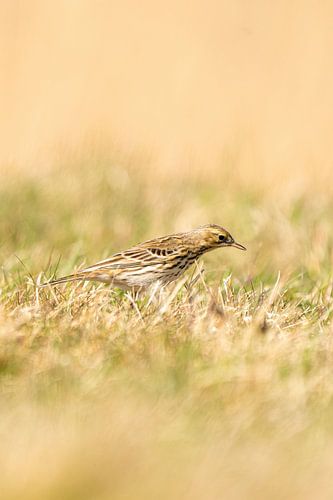 Graspieper staand in het gras van een weiland. Kleine bruine zangvogel met een streep op zijn kop in