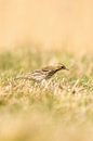 Wiesenpieper stehend im Gras einer Wiese. Kleiner brauner Singvogel mit einem Streifen auf dem Kopf  von Gea Veenstra Miniaturansicht