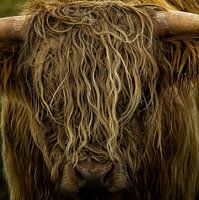 Blonde-haired Scottish Highlander