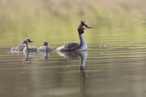 Futenfamilie