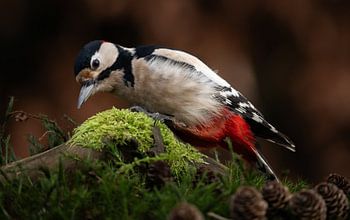 Spotted woodpecker in the garden