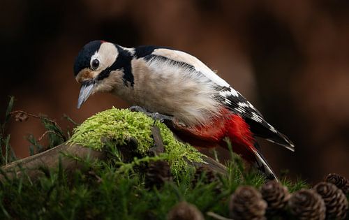 Bonte specht in de tuin