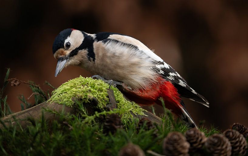 Bonte specht in de tuin van Bart Cox
