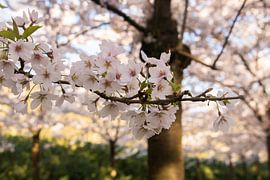 Japanische Blüte im Amsterdamse Bos. von Kyra Hoekema