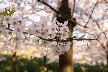 Japanese blossom in the Amsterdamse Bos. by Kyra Hoekema