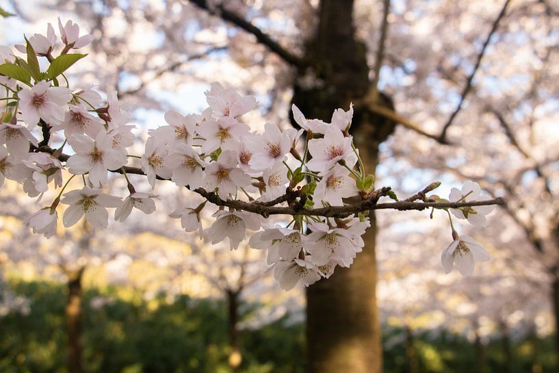 Les Japonais s'épanouissent dans l'Amsterdamse Bos. par Kyra Hoekema