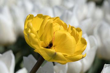 gros plan d'une tulipe jaune dans un champ de tulipes blanches sur W J Kok