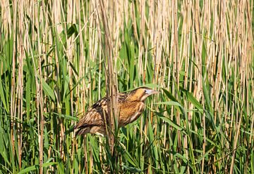 The Bittern Heron by Merijn Loch