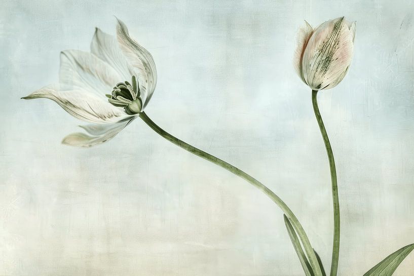 Tulpe in Pastellfarben von Japandi Art Studio