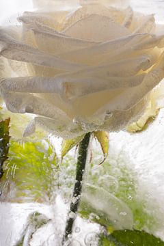 Witte roos in ijs 1 van Marc Heiligenstein
