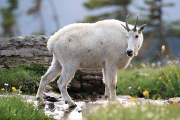 Sneeuwgeit (Oreamnos americanus), Glacier National Park, Montana, Rocky Mountains, USA van Frank Fichtmüller