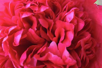 Close-up van roze bloemblaadjes van een pioenroos van Studio LE-gals