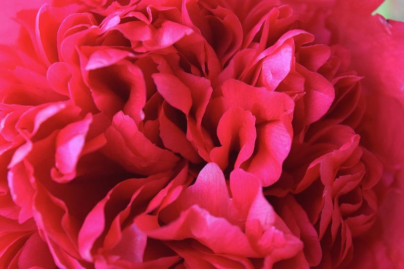 Nahaufnahme von rosa Blütenblättern einer Pfingstrose von Studio LE-gals