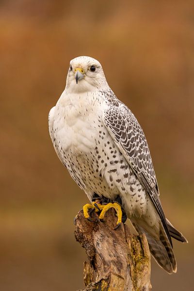 Vulture falcon, Falco rusticolus by Gert Hilbink