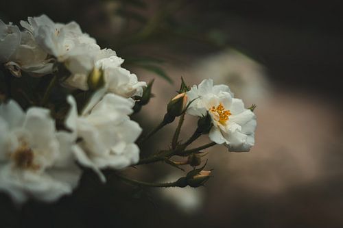 Polyantha rose by Tamara S.