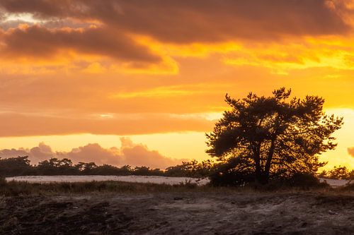 oranje lucht op de veluwe
