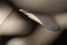 "Het fragiele spel van beige en licht" von Esther van der Weijden