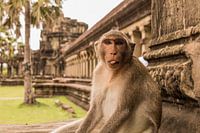 The funny monkey