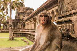 The funny monkey von Robin Evers